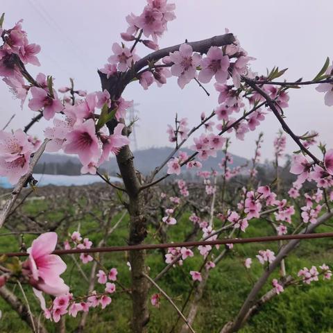 （南马镇新五联横溪陈志边）春暖花开，春天是浪漫盛开的季节。