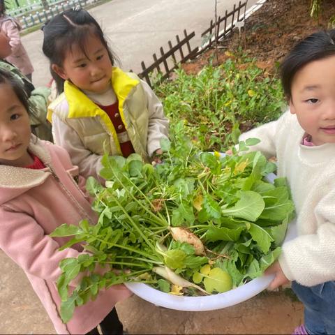播种希望，收获成长——记文峰镇中心幼儿园种植区收获篇