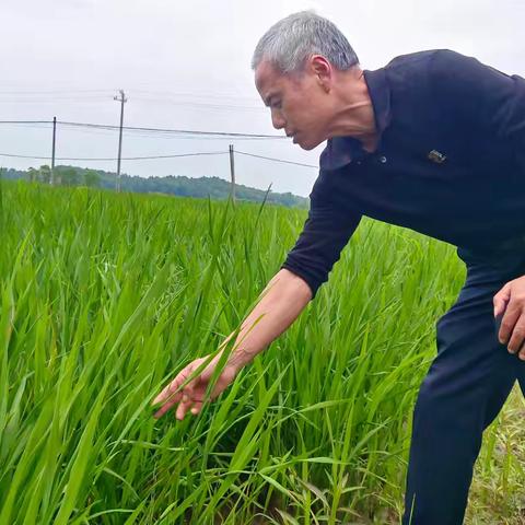 万年县老科协走访粮油单产提升基地