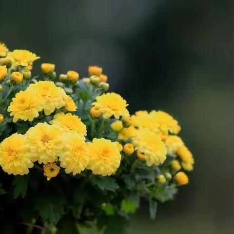 南寺吕幼儿园手工课——                自  制  菊  花   茶