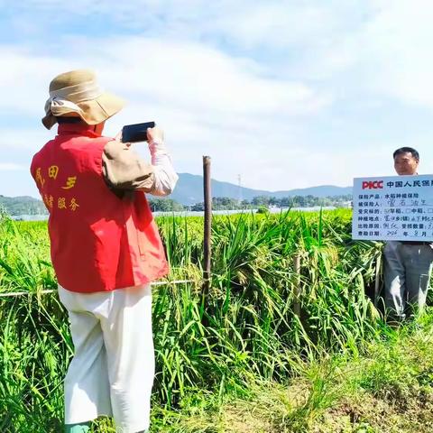 开展“深入田间查灾情 保险服务暖民心”活动