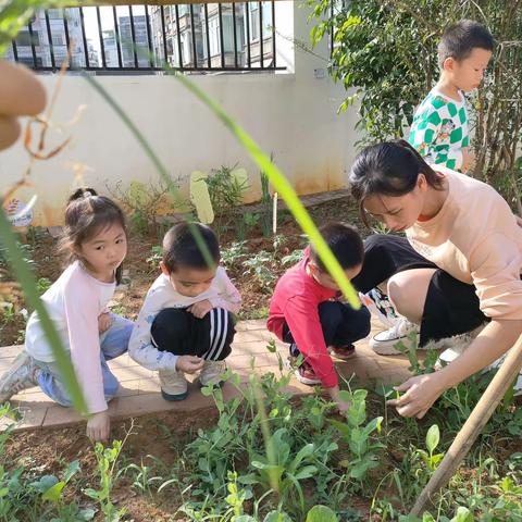 【月亮五班】除🌿记