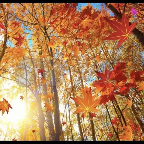 光盘行动，从你我做起，从今天做起！——八一路小学三（3）班暑期雏鹰五队活动纪实