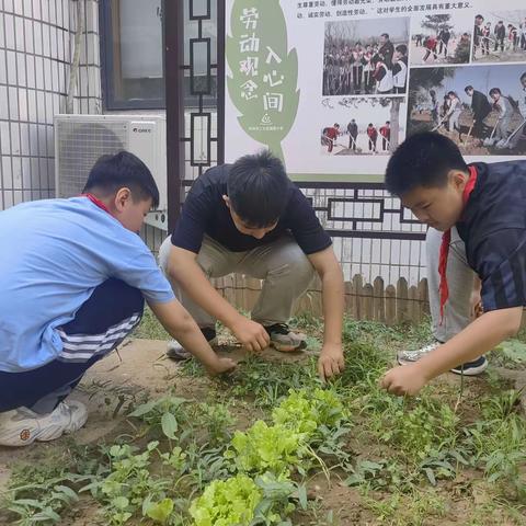 除草护绿，夏耘正当时——陇西小学开展六年级夏耘劳动实践活动