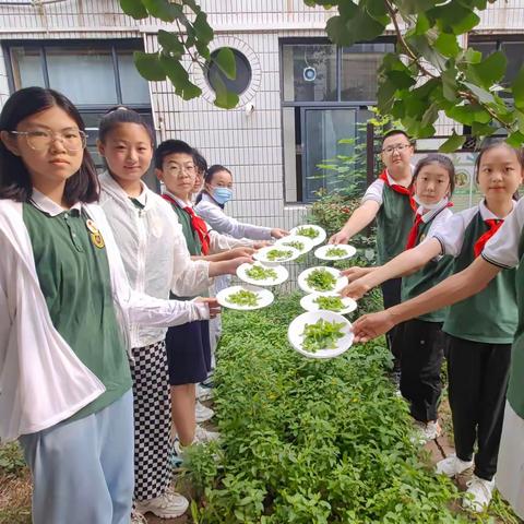 夏至·劳动| 薄荷之夏   夏至有约——二七区陇西小学夏至劳动实践活动