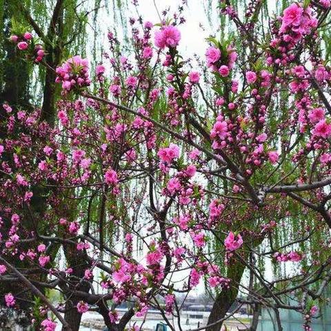 又是春暖花开季，正值踏青好时节 ——中村乡小学教职工春游踏青活动