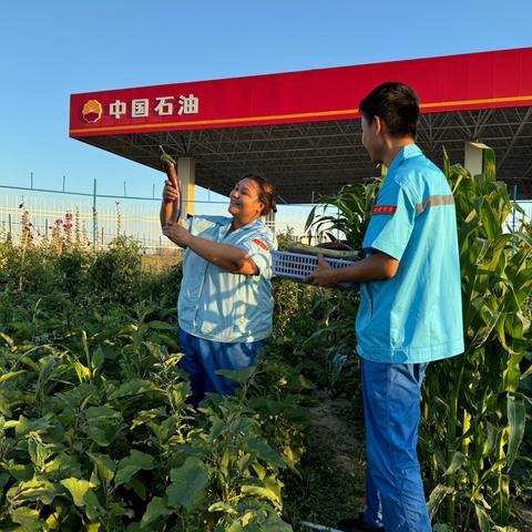 准东产业带销售片区沙南加油站的小菜园丰收啦