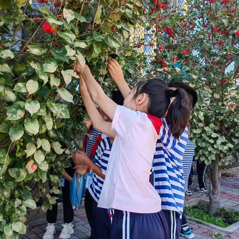 【争一流  当冠军】“劳动伴成长  悦享丰收节”宣化区东升路小学开展思政课之劳动主题实践活动