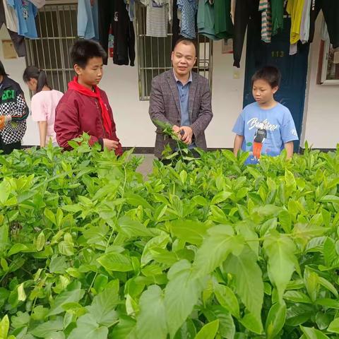 实践砺成长，劳动我快乐——记庄口中心小学劳动实践系列活动