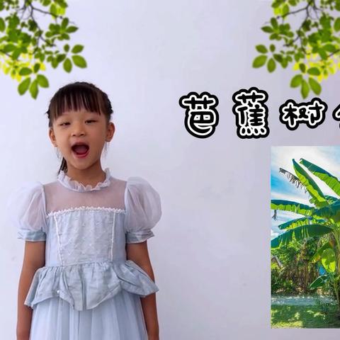 红塔区春和中心幼儿园植物简介——芭蕉树