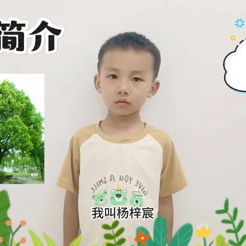 红塔区春和中心幼儿园植物简介——樟树