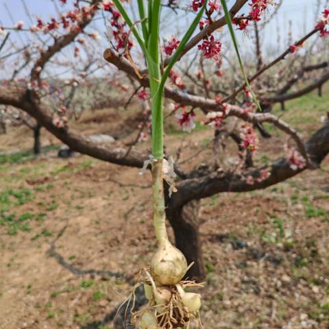 野菜奇遇迹