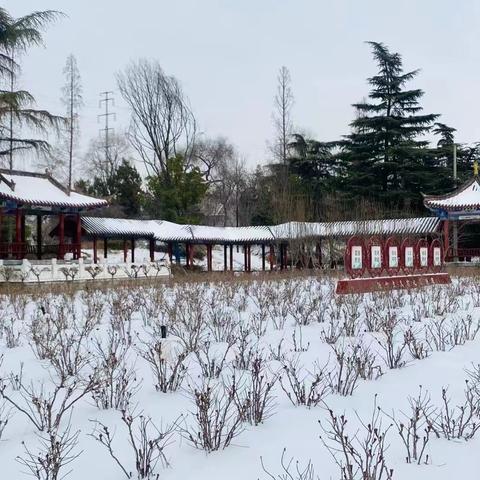 冬日暖阳志愿行，清扫积雪暖人心。 ———许昌市文化街小学三（3）班 雏鹰小队￼