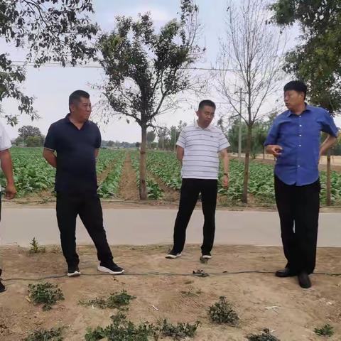 深入许昌市襄城县汾陈镇召开烟叶“连片成方，烟粮融合”工作现场观摩会