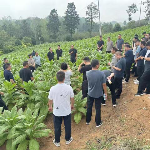 洛宁县召开烟叶中后期管理流动现场会