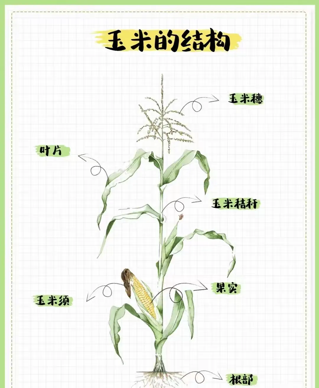 简篇-【田园课程】有幸“玉”见🌽