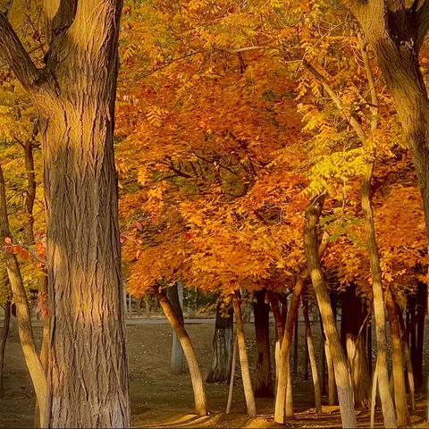 🍂霜染枫红，晚来秋浓🍂——成长二班