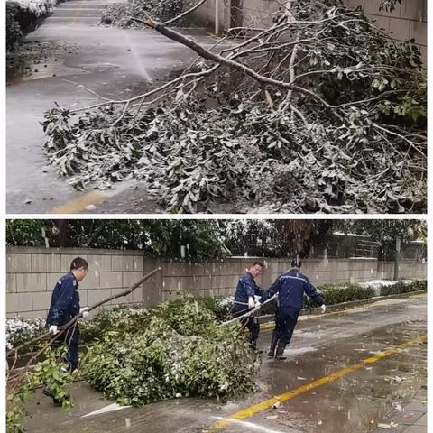 大雪压断树枝，综合服务中心联合物业工程部沐雪清理。