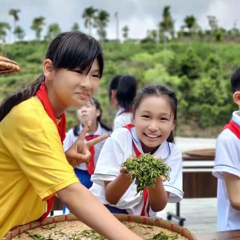 【钟灵毓秀 体验育人】市一小德育系列活动—（303） “茶山探究 .采茶体验”劳动实践研学活动