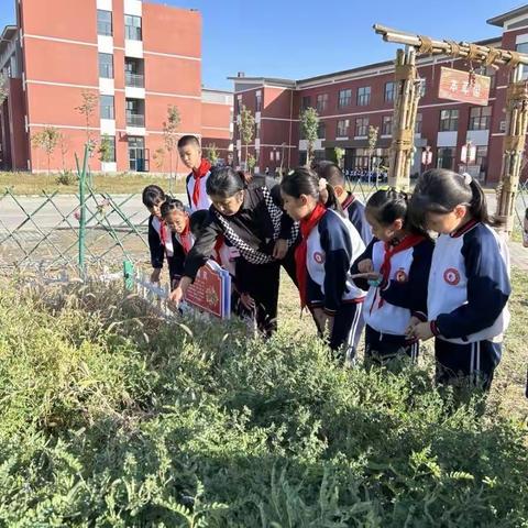 “美育熏陶润心间    劳动实践迎双节”哈密市第十六中学劳动教育实践活动