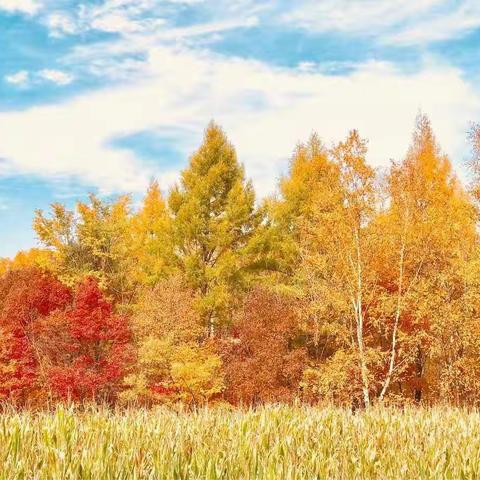 大拇指幼儿园朵朵一班——《乐在秋天，“薯”我最棒》主题活动