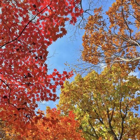 🍁秋天的落叶🍂