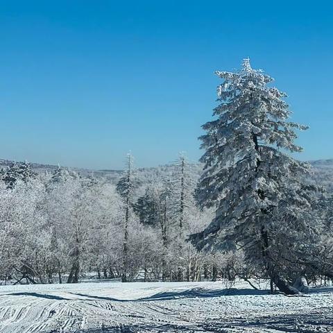 东北之旅——中国雪乡