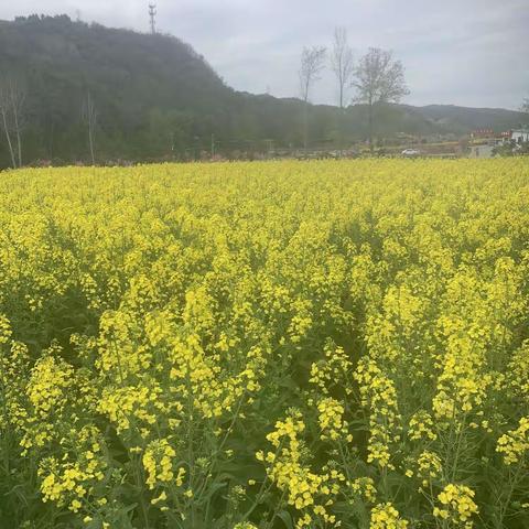 紫御豪庭3月工作简报