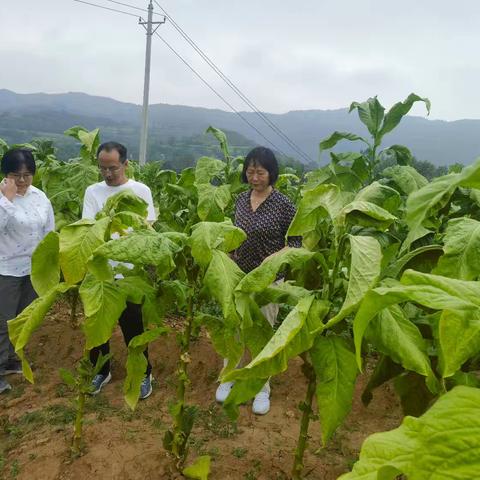 诚邀省烟草专家 开启我县晒烟基地新契机