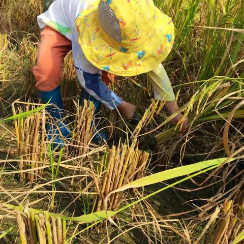 杜莫镇春苑幼儿园《玩转稻草》亲子手工活动