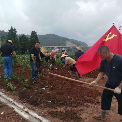 六街村党总支 —  种花植绿    向美而行
