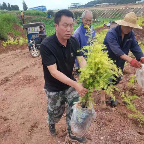 六街村党总支   —  绿美行动第二篇