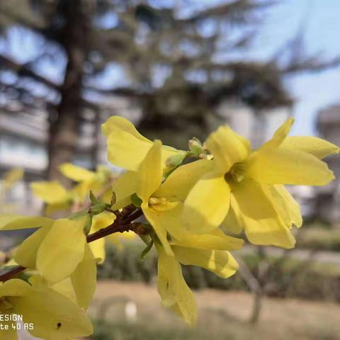 规范教学管理，深化教学改革。——记唐山奇石艺术中学高一高二教学工作会议