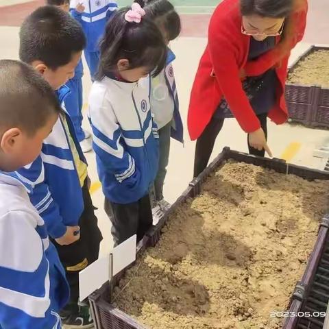 播种希望，收获梦想——海阳市辛安镇第一小学开展校园植物角劳动实践活动