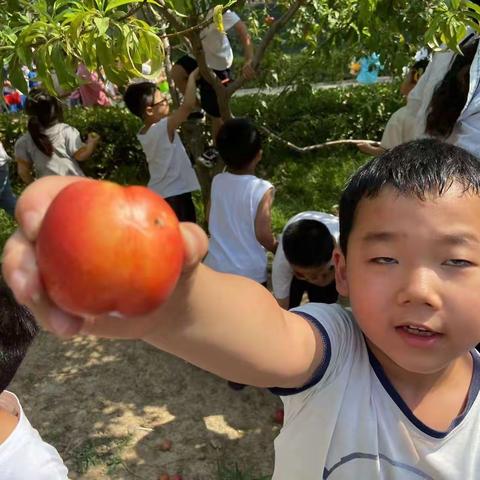 油桃正当时，这个六月“桃”你欢心！