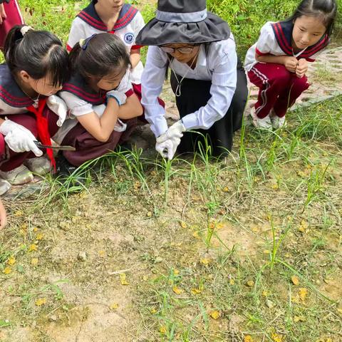 “秋日园丁大作战”——开封大学附属小学四年级除草劳动