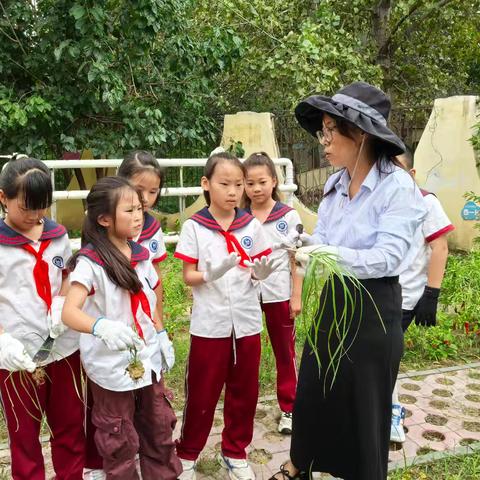 秋日园丁大作战 杂草的“生命”与“使命”！——四年级跨学科劳动实践活动