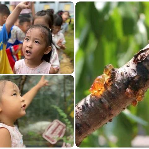 玩德福幼儿园中一班班本活动 初秋时节  探秘桃胶