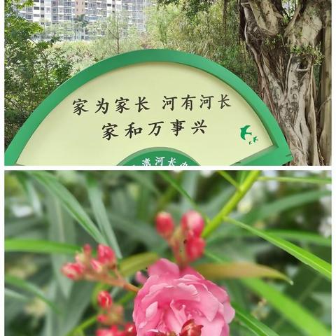 花千树五期四月份工作汇报