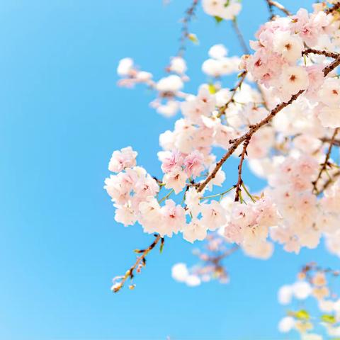 深研“四个常规”，悟透教学常规工作——海口市新坡中心小学“四个常规”培训活动