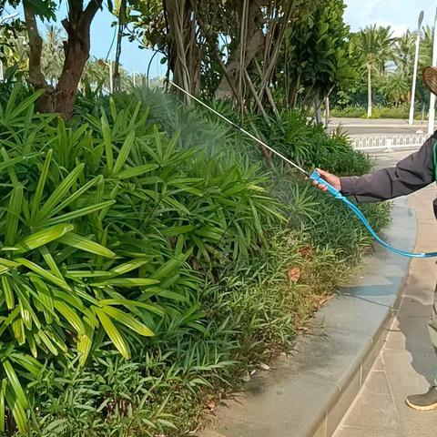 重庆两江新城城市管理运营公司关于对会展中心及西海岸带状公园开展内灭蚊虫消杀的工作