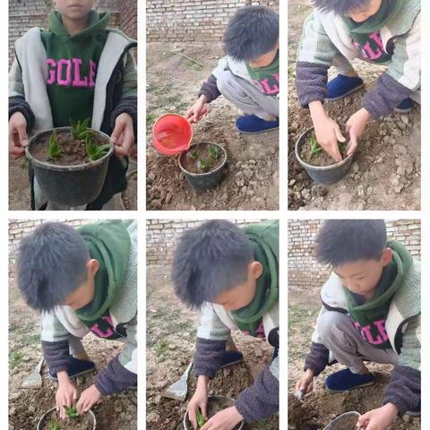 绿意盎然，美丽家园，爱护花草，人人有责——2024年3月9日濮阳县八公桥光明小学六四班劳动作业下学期第一期.