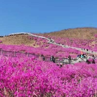 守护“杜鹃花旅游季”森林防火安全