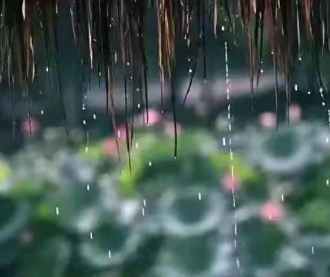 迷人的夏，醉人的雨