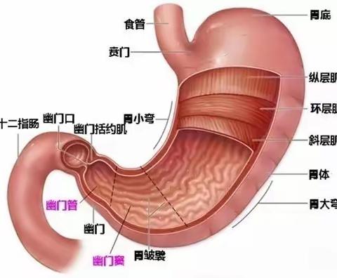 消化内科健康科普| 幽门螺杆菌