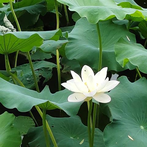 芙蓉映水菊花黄   枯荷叶底红鸥藏