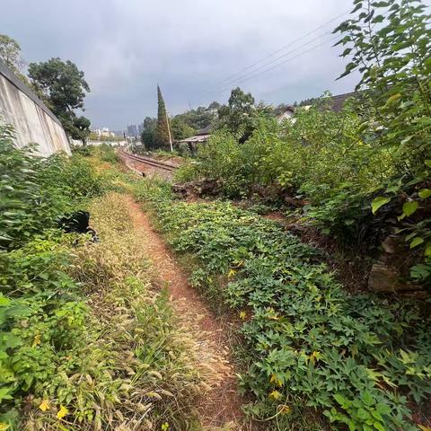 珠山区新村街道昌虹社区联合开展铁路沿线违规菜地清理整治行动