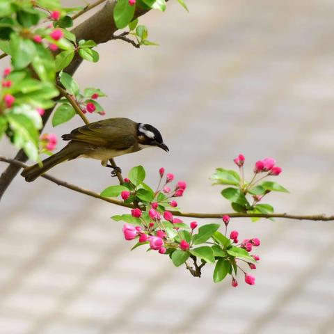 吉祥苑幼儿园3月份精彩回顾