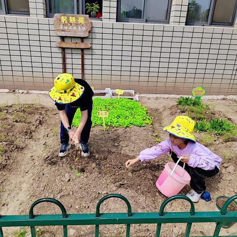 劳动促成长，种植添欢乐——207班第二学期菜园种植札记