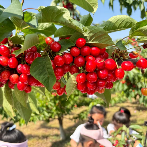 “走呀……一起摘樱桃🍒” ——朝阳幼儿园大四班采摘活动